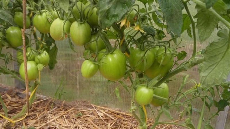 Unpretentious tomato Marusya with excellent taste: we grow it ourselves and enjoy the harvest