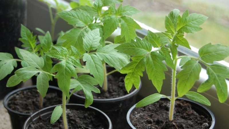 Unpretentious tomato Marusya with excellent taste: we grow it ourselves and enjoy the harvest