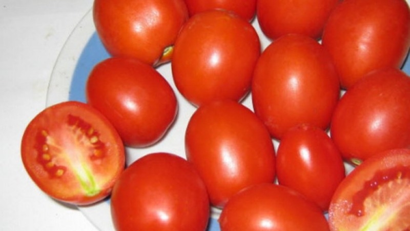 Unpretentious tomato Marusya with excellent taste: we grow it ourselves and enjoy the harvest
