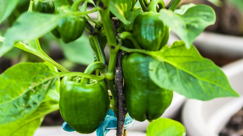 The benefits and harms of green bell pepper for the health of women, men and children