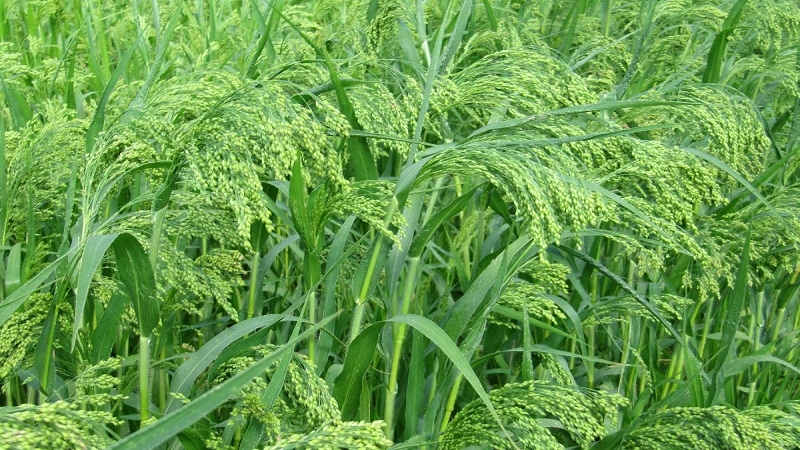 What is millet, how does it grow and where is it used