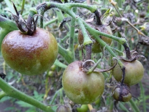 Early ripe tomatoes for juices, salads and preservation Fatima - characteristics and description of the variety