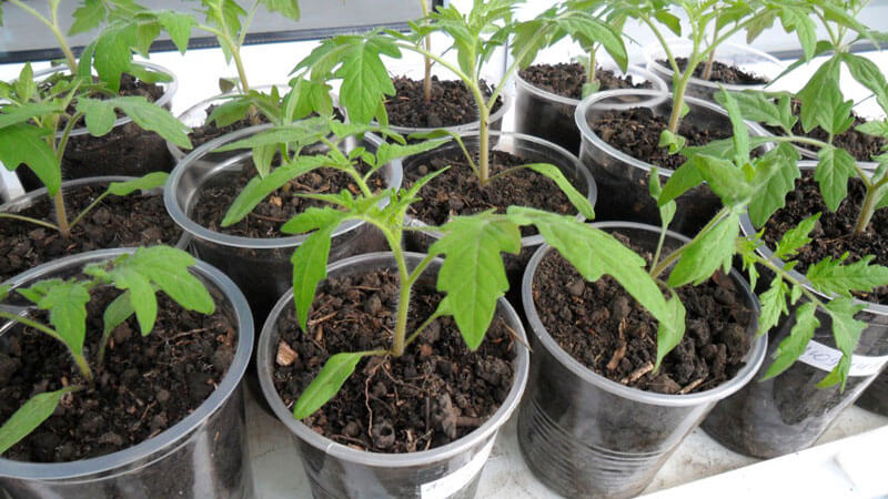 What is good and why is it worth growing an early ripe, high-yielding and disease-resistant and weather-resistant Moskvich tomato