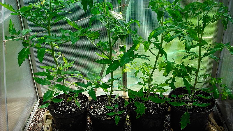 What is good and why is it worth growing an early ripe, high-yielding and disease-resistant and weather-resistant Moskvich tomato