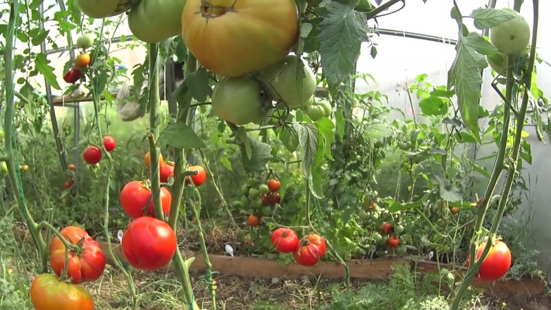 What is good and why is it worth growing an early ripe, high-yielding and disease-resistant and weather-resistant Moskvich tomato