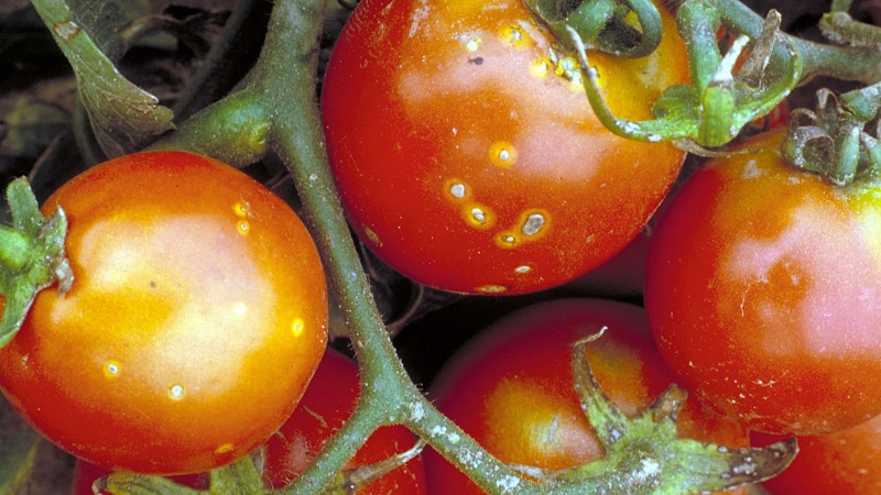 What is the danger of bacterial cancer of tomatoes and how to deal with it on your own: folk methods and advice from summer residents with experience