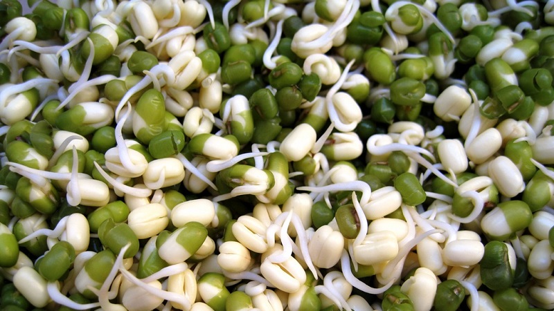 Why bean sprouts are useful, how to sprout them correctly and cook them deliciously