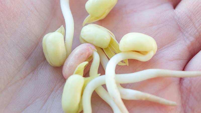 Why bean sprouts are useful, how to sprout them correctly and cook them deliciously