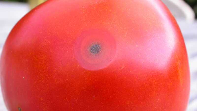 Why tomato anthracnose is so terrible: we study the disease and effectively fight it ourselves