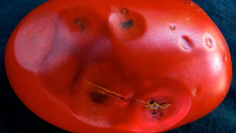 Why tomato anthracnose is so terrible: we study the disease and effectively fight it ourselves