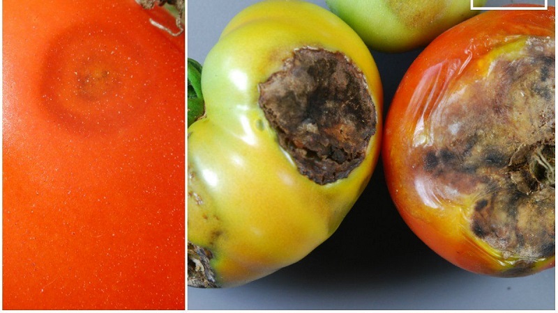 What to do if brown spots appear on tomatoes: photos of affected tomatoes and ways to save them