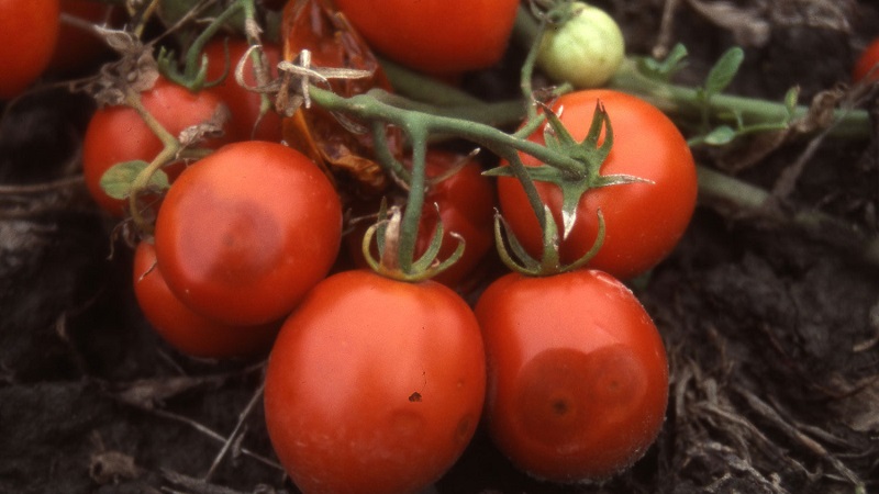 Why tomato anthracnose is so terrible: we study the disease and effectively fight it ourselves
