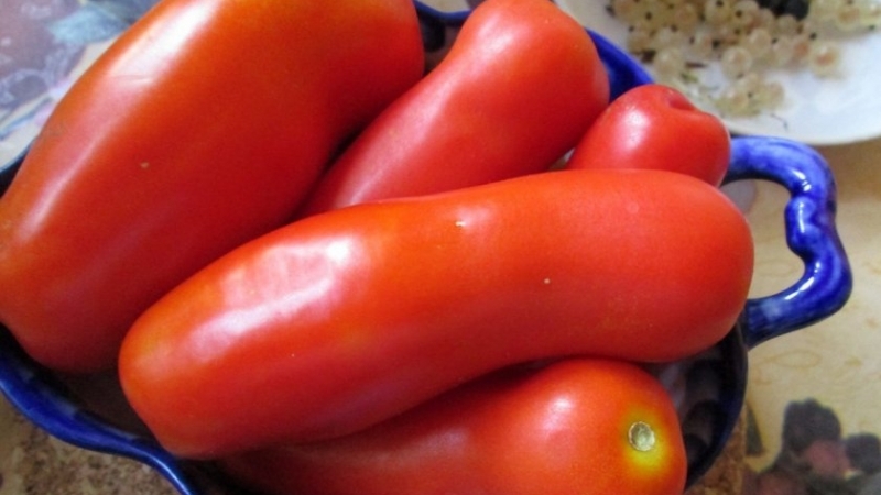 What will pleasantly surprise you with an unusual-looking tomato Zhigalo: reviews, photos and description of agricultural technology