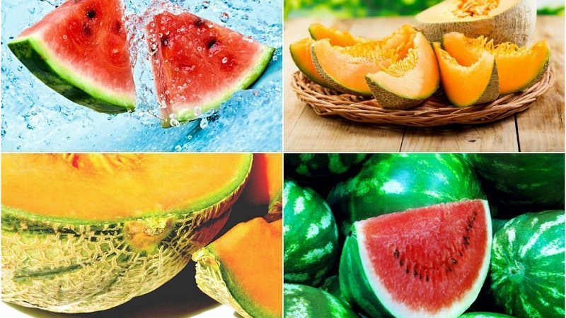 What is healthier - watermelon or melon: comparison of compositions and properties