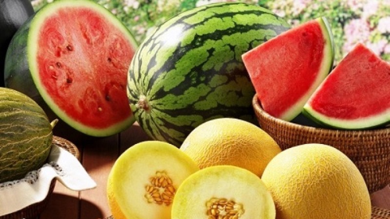 What is healthier - watermelon or melon: comparison of compositions and properties