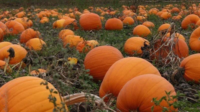 What to plant after a pumpkin next year: crop rotation rules and useful recommendations for drawing up beds