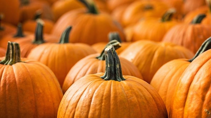 What to plant after a pumpkin next year: crop rotation rules and useful recommendations for drawing up beds