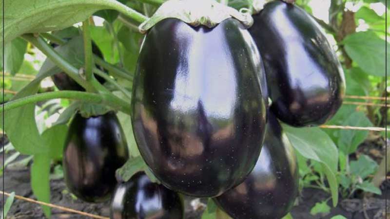 What is an eggplant - is it a berry or a vegetable: we figure it out together and get to know the plant closer