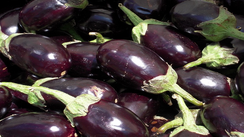 What is an eggplant - is it a berry or a vegetable: we figure it out together and get to know the plant closer