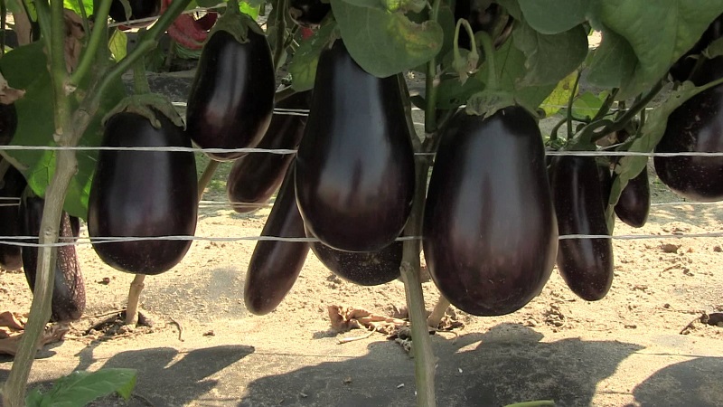 What is an eggplant - is it a berry or a vegetable: we figure it out together and get to know the plant closer