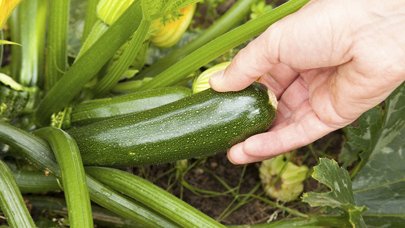 What is zucchini zucchini: we get to know the view, grow it on our site and use it for delicious dishes