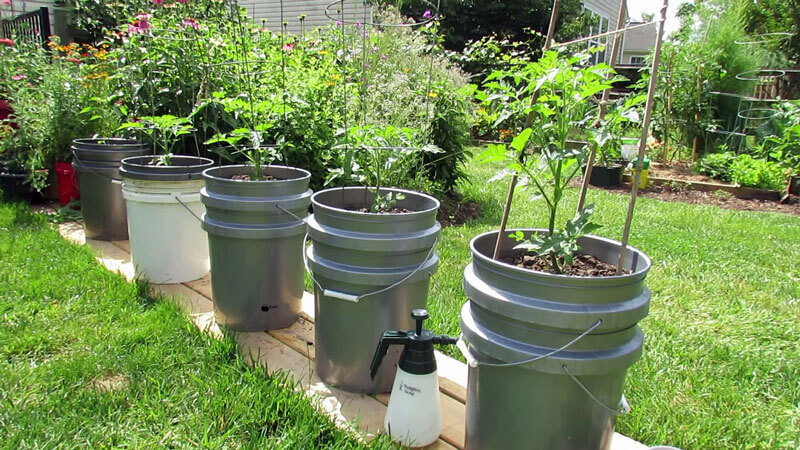 What is a nepas tomato (nonsynky), what is it good for, how it is grown and what varieties are considered the best