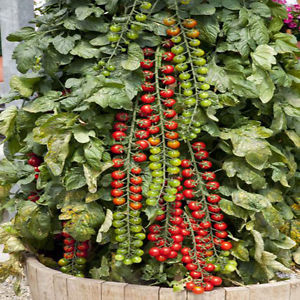 Long lashes strewn with delicious tomatoes - Rapunzel tomato: description, photo and instructions for growing