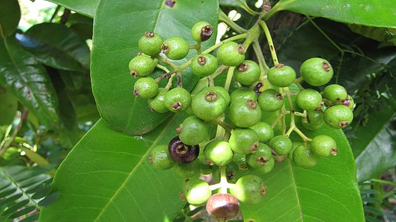 Are allspice and black pepper the same thing or not?