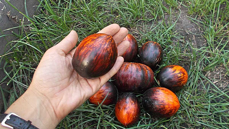 An exotic variety with a unique appearance - Gargamel tomato and the intricacies of its cultivation