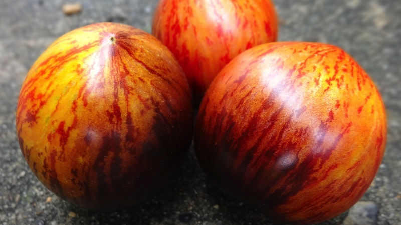 An exotic variety with a unique appearance - Gargamel tomato and the intricacies of its cultivation