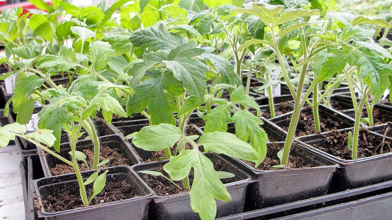 An exotic variety with a unique appearance - Gargamel tomato and the intricacies of its cultivation