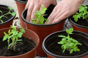 Early ripe tomatoes for juices, salads and preservation Fatima - characteristics and description of the variety