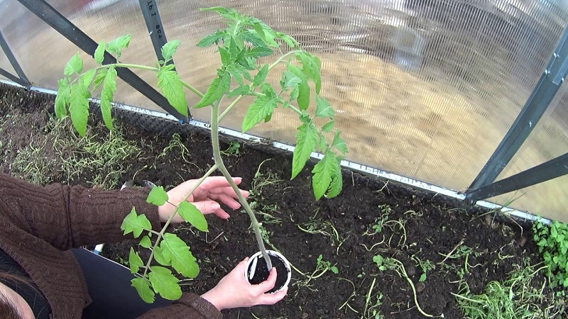 Fulfills the desires of summer residents about a rich harvest - the Goldfish tomato and the secrets of its cultivation