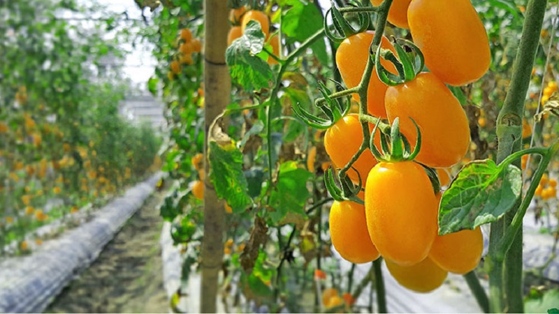 Fulfills the desires of summer residents about a rich harvest - the Goldfish tomato and the secrets of its cultivation