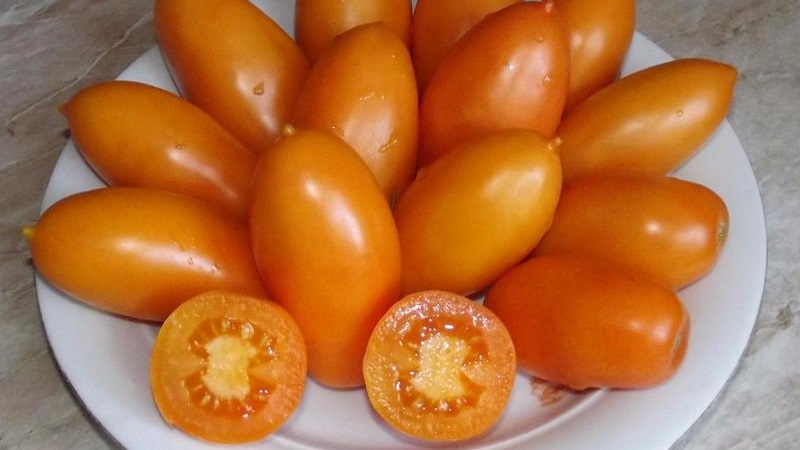 Fulfills the desires of summer residents about a rich harvest - the Goldfish tomato and the secrets of its cultivation