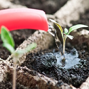 Fulfills the desires of summer residents about a rich harvest - the Goldfish tomato and the secrets of its cultivation