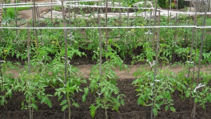 Fulfills the desires of summer residents about a rich harvest - the Goldfish tomato and the secrets of its cultivation