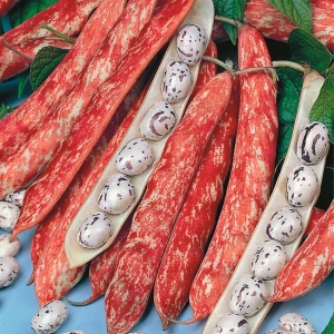 What and how are bean seeds formed?