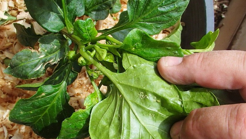 How to deal with spider mites on pepper seedlings: effective methods for quickly defeating the pest