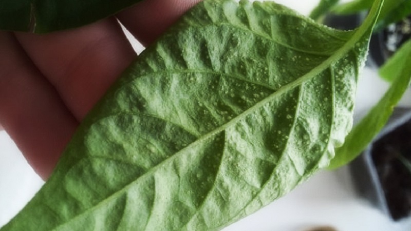 How to deal with spider mites on pepper seedlings: effective methods for quickly defeating the pest