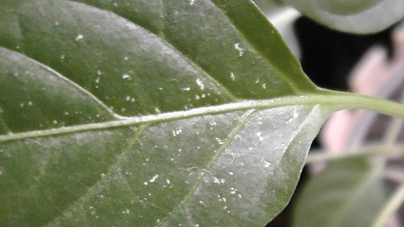 How to deal with spider mites on pepper seedlings: effective methods for quickly defeating the pest