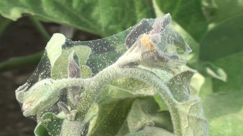 How to deal with spider mites on pepper seedlings: effective methods for quickly defeating the pest