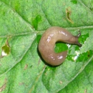 How to deal with slugs on peppers in a greenhouse: the most effective methods of protecting crops from pests