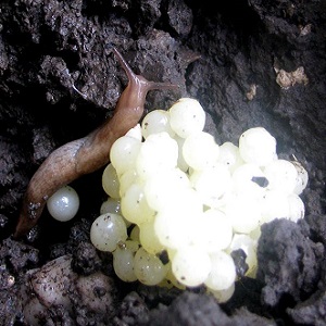 How to deal with slugs on peppers in a greenhouse: the most effective methods of protecting crops from pests