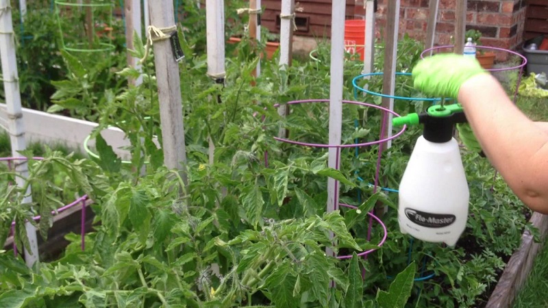 How and why to spray tomatoes with milk with iodine and boric acid: recipe and advice from experienced summer residents