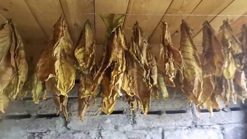 How to grind tobacco at home: step-by-step instructions and helpful tips