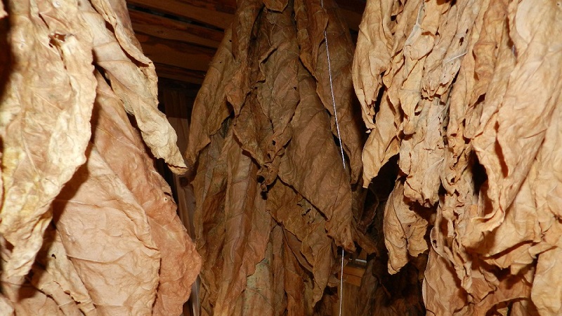 How to grind tobacco at home: step-by-step instructions and helpful tips