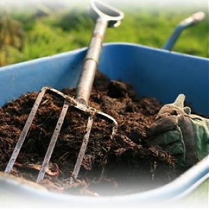 How to prepare the soil for tomatoes in the greenhouse for maximum fruiting