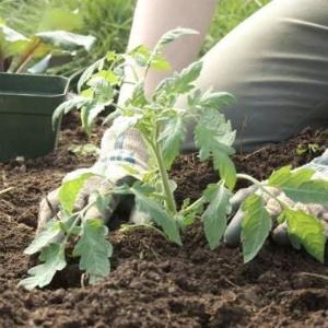 How to prepare the soil for tomatoes in the greenhouse for maximum fruiting