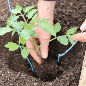 How to prepare the soil for tomatoes in the greenhouse for maximum fruiting